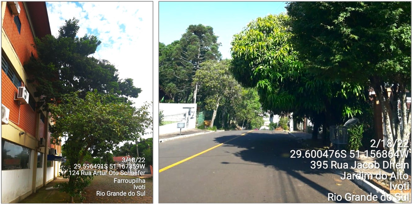 Dois motivos para poda